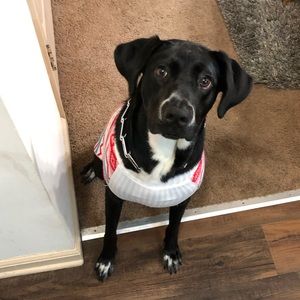 Meet your Posher, Alex